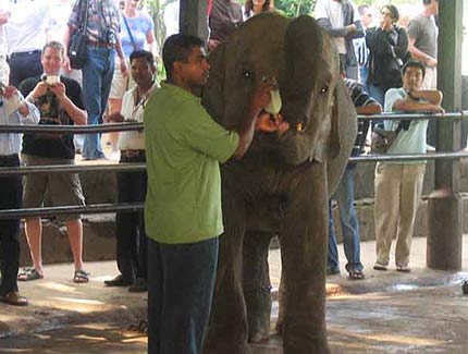 Sri Lanka | Elefantenwaisenhaus Pinawella
