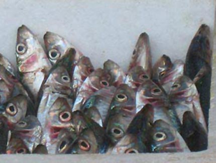 Sri Lanka | Fischmarkt