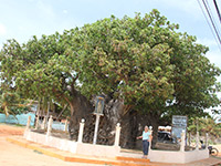 Sri Lanka | Biobab-Tree