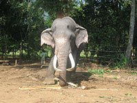 Sri Lanka | Efantenwaisenhaus von Pinnawella