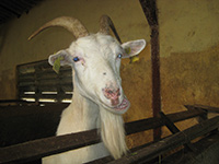 Sri Lanka | Ambewela-Farm