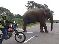 Sri Lanka | Motorradtouren