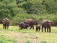 Sri Lanka | Kaudulla Nationalpark