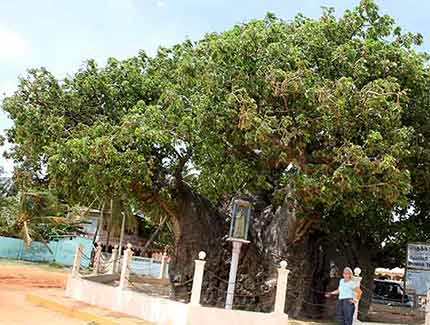 Sri Lanka | Biobab-Tree in Mannar