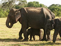 Sri Lanka | Minneriya Nationalpark