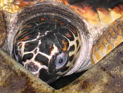 Sri Lanka | Schildkrötenfarm