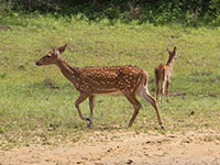 Sri Lanka | Wilpattu-Nationalpark
