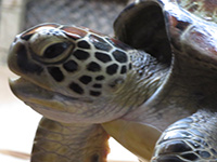 Sri Lanka | Schildkrötenfarmen