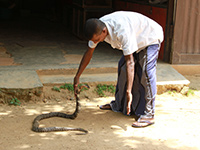 Sri Lanka | Schlangenfarm
