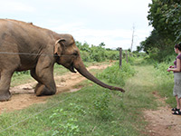 Sri Lanka | Uda Walawe Nationalpark