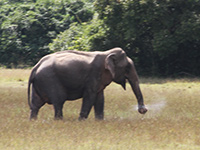 Sri Lanka | Wilpattu Nationalpark