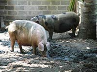 Sri Lanka | Schweinezucht